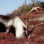 Porcupine caribou subsist on lichen, a slow-growing plant that forms a surface over rocks and trees. Snow that used to stay frozen now melts and re-freezes, forming a layer of ice over the lichen that makes it difficult for the caribou to eat. photo: Mike Boylan USFWS/Pixnio